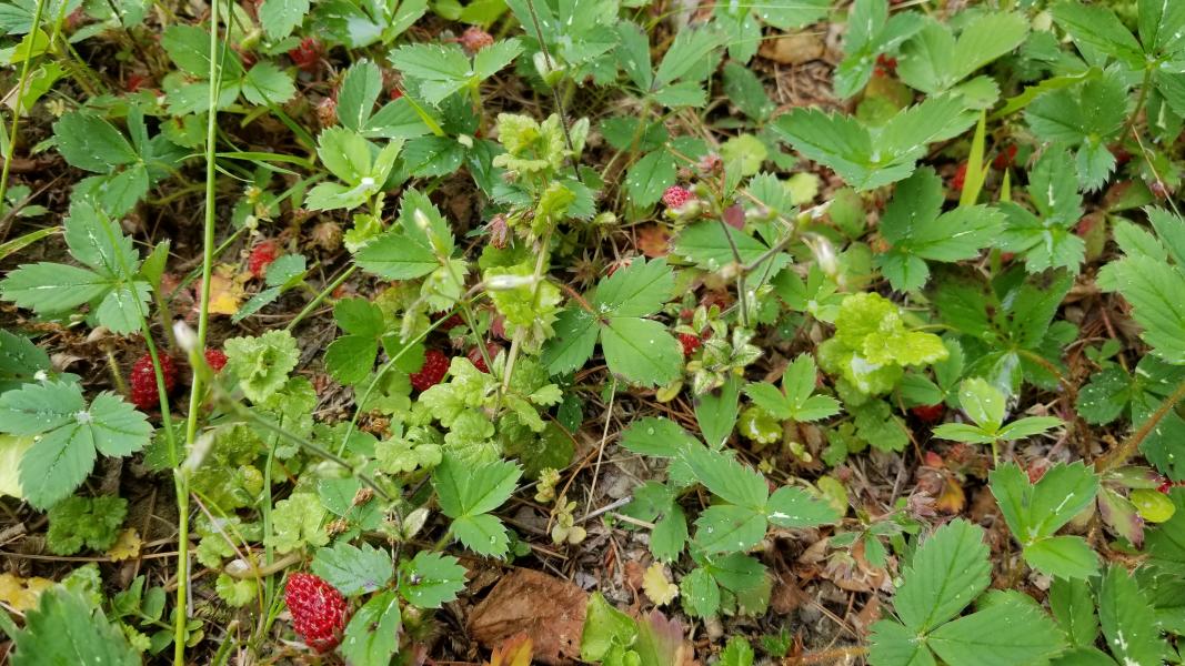 Wild Strawberry, Woodland Strawberry, and Mock Strawberry