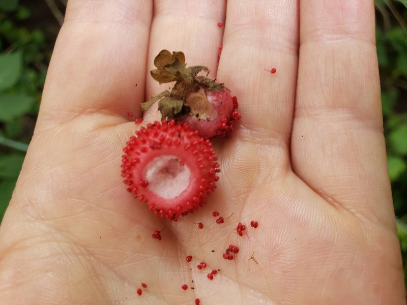 Wild Strawberry, Woodland Strawberry, and Mock Strawberry